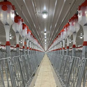 Sistema automático de alimentación con cadena de discos para cerdos