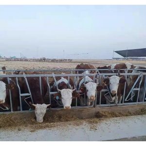 ganchos para cabezas de ganado y yugos galvanizados en caliente para cuellos de vacas